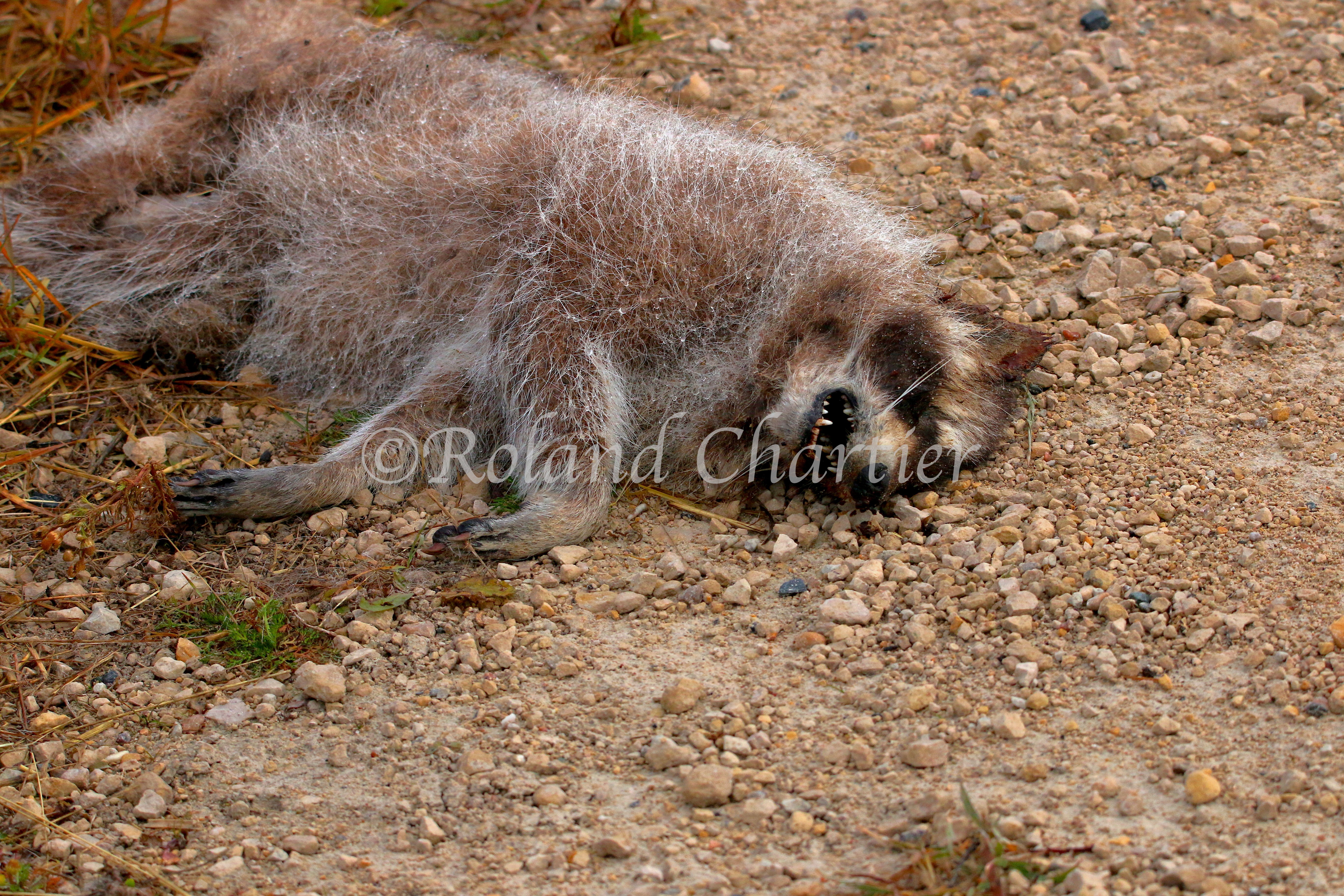 Dead racoon laying on it's side.